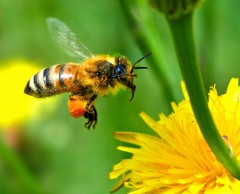 Perché muoiono le api: una nuova scoperta scientifica