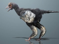 Scoperto l'Uccello più antico del mondo 